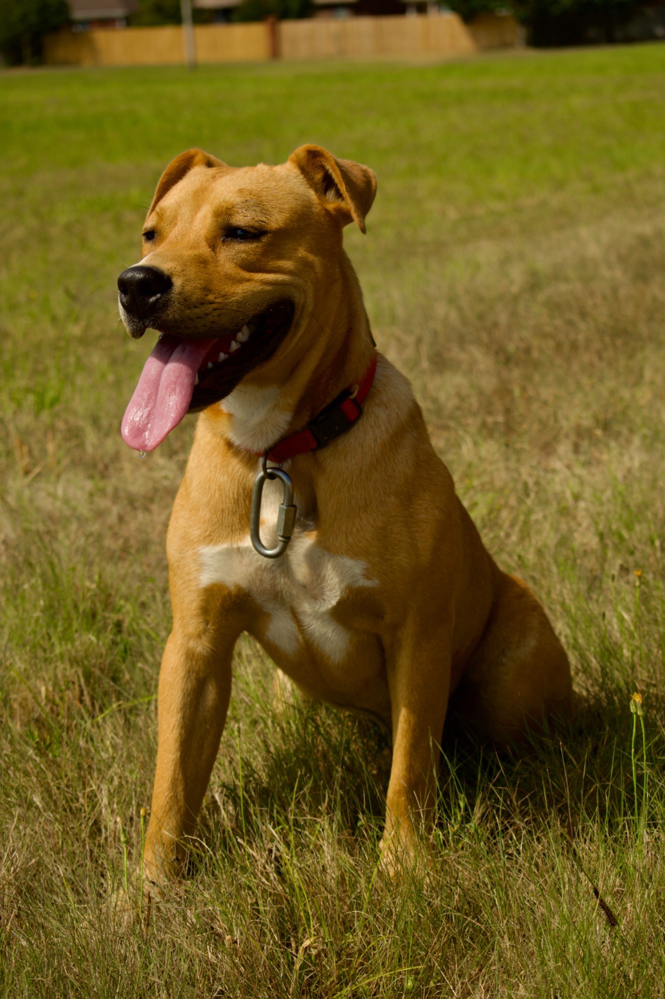 Outdoor Companion — TLC Photography