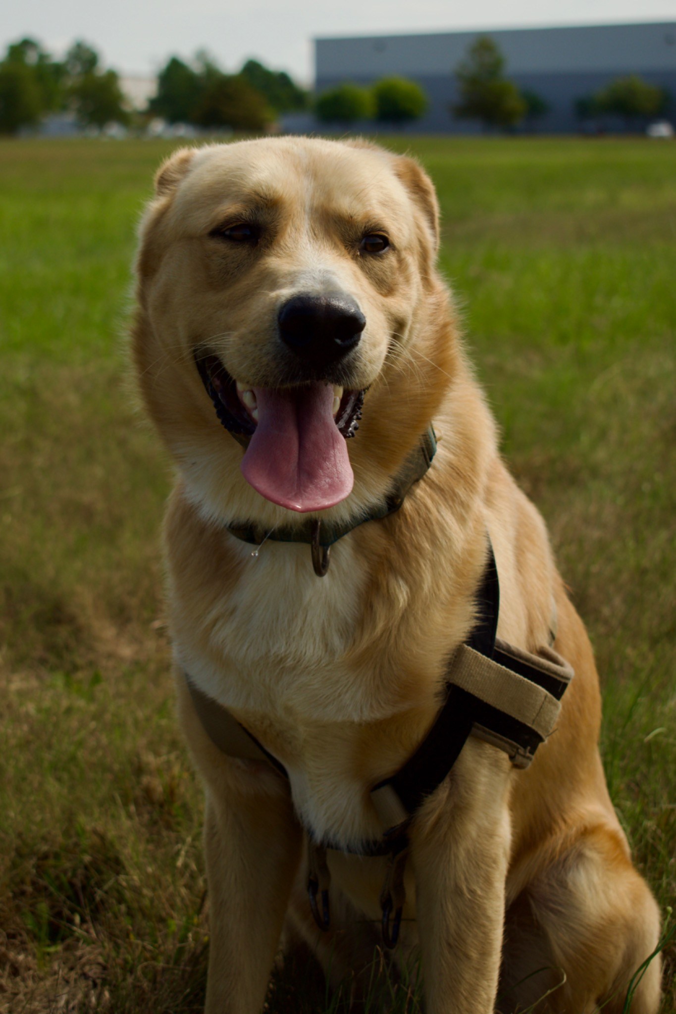 Golden Portrait — TLC Photography